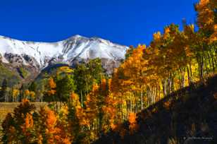 Aspens in Telluride valley-2003